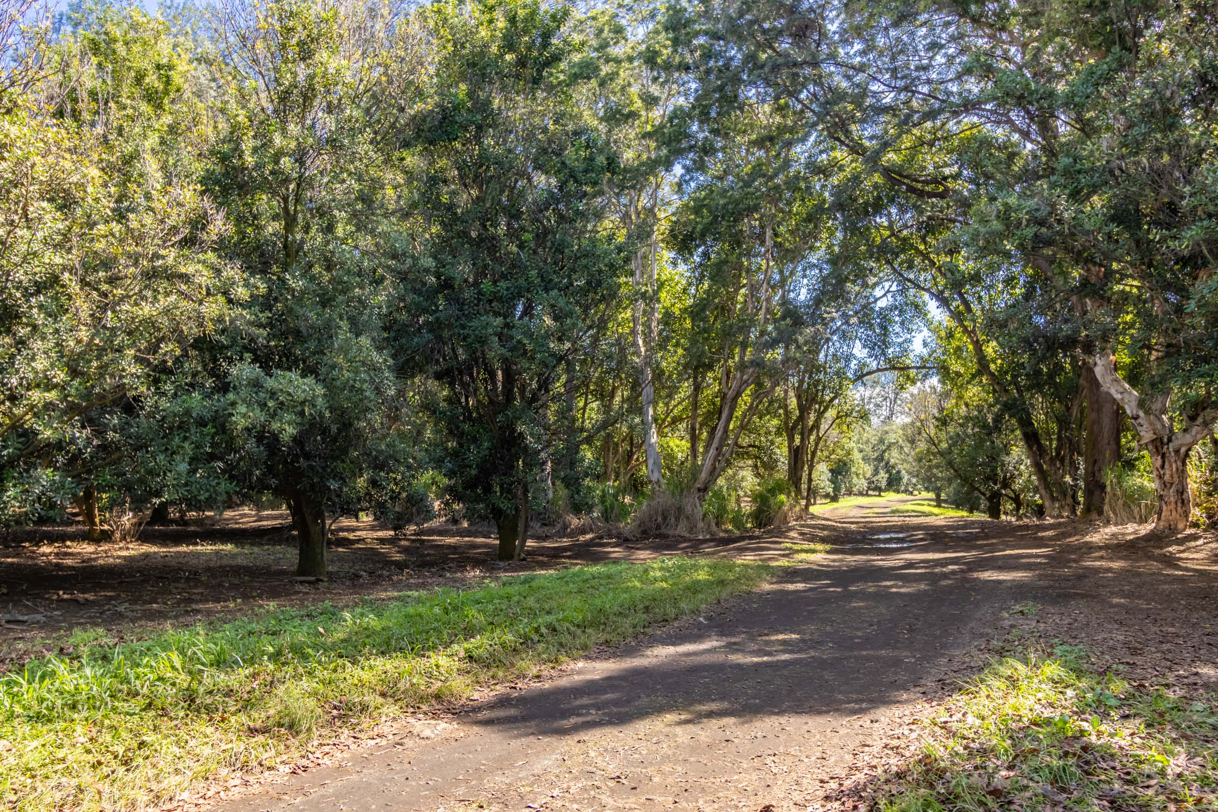 96-2865 Wood Valley Road Pahala, HI 96777 - Photo 8 of 18