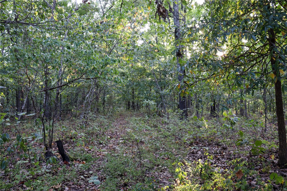 922 Baker Cemetery Road Williford, AR 72482 - Photo 22 of 50 Gallery Image 22