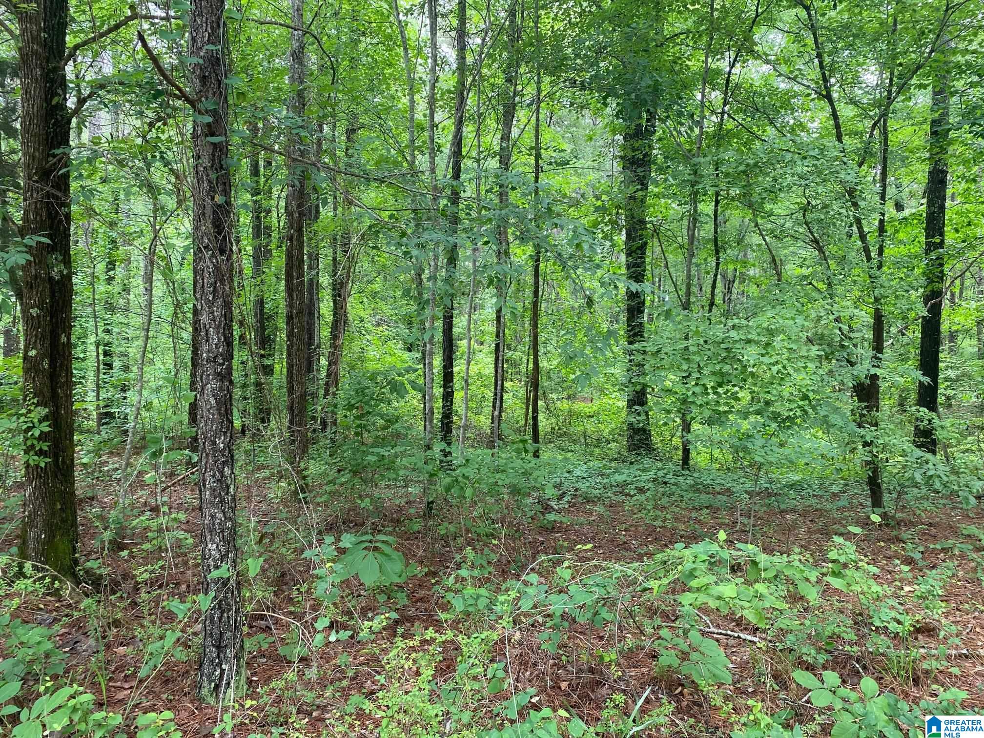 0 Roy Webb Cutoff Road, Unit 2 LOTS Piedmont, AL 36272 - Photo 6 of 10