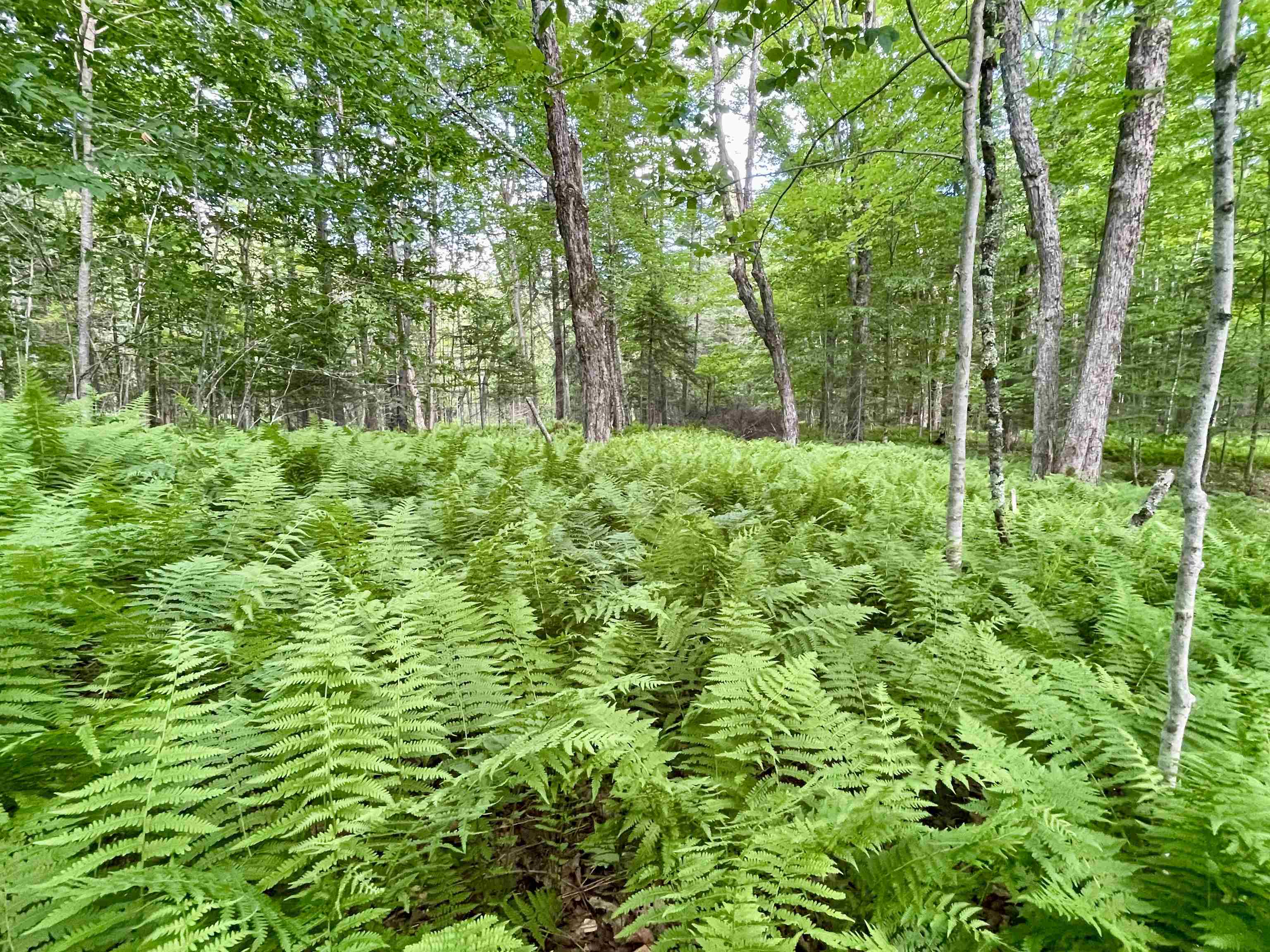 0 Old Farm Road West Burke, VT 05871 - Photo 12 of 14