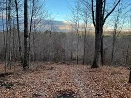 a view of backyard with tree