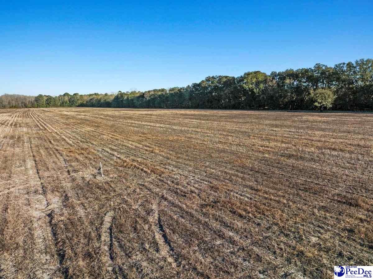 5 Off Flinn Road Manning, SC 29102 - Photo 8 of 13 Gallery Image 8