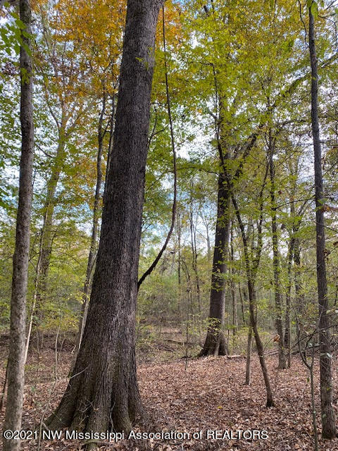16 Sandy Ridge Road Byhalia, MS 38611 - Photo 3 of 13 unnamed (2)