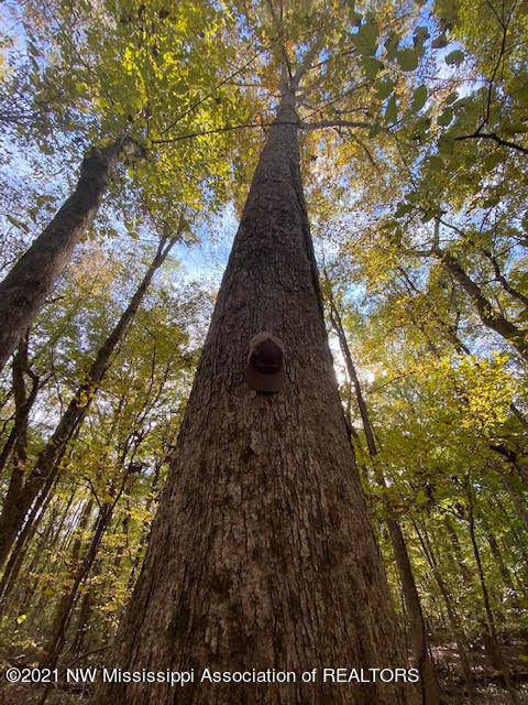 16 Sandy Ridge Road Byhalia, MS 38611 - Photo 6 of 13 unnamed (5)