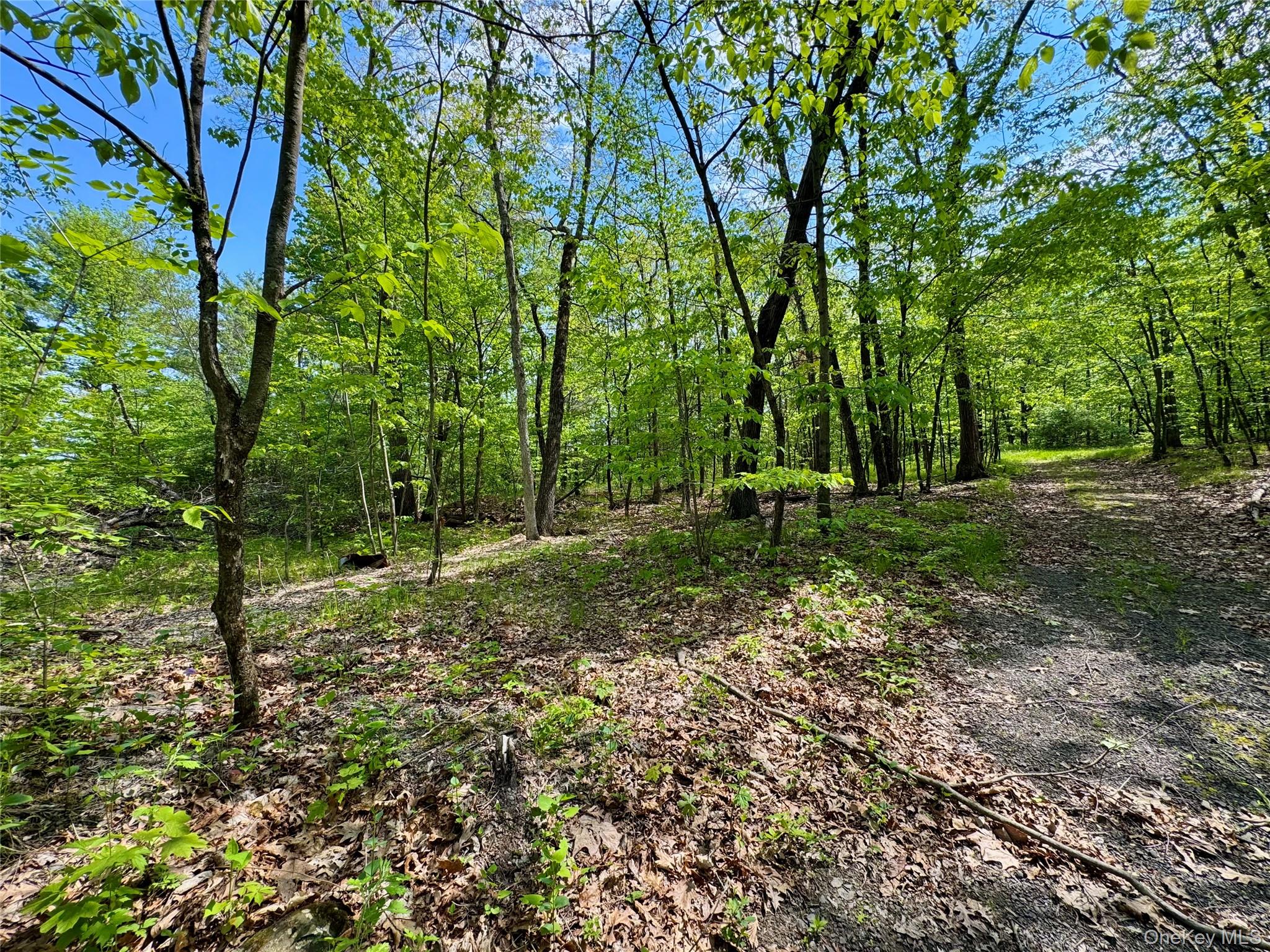 Tbd Bill Matter Road Climax, NY 12042 - Photo 6 of 19 a backyard of a house with lots of green space