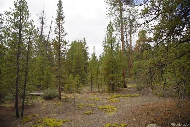 a view of a forest with trees in the background