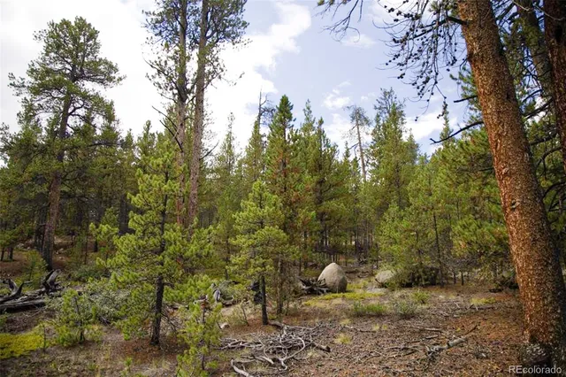 a view of a forest with lots of trees