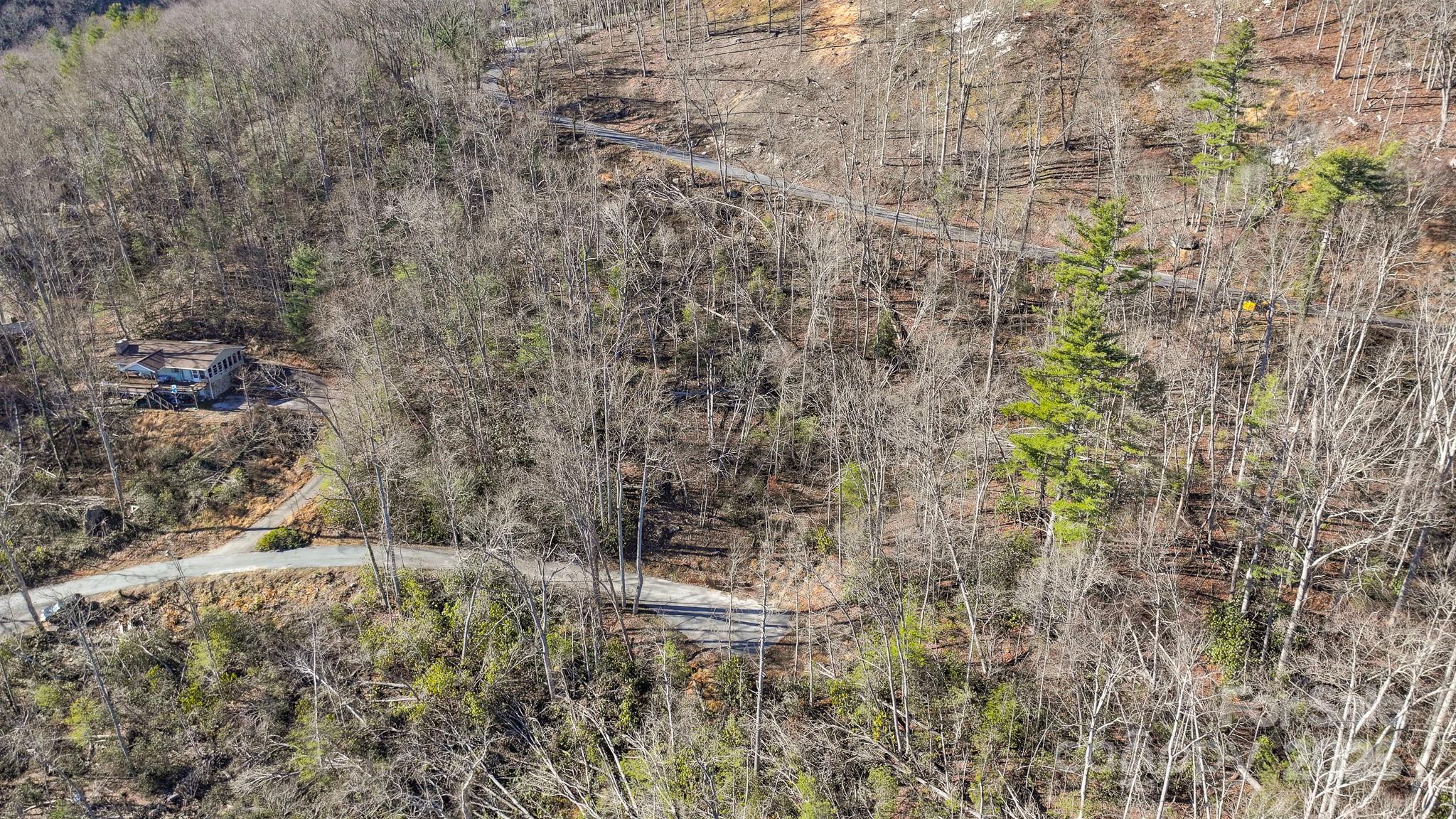Tbd McHone Road Spruce Pine, NC 28777 - Photo 4 of 18 a close up of a plant in a garden