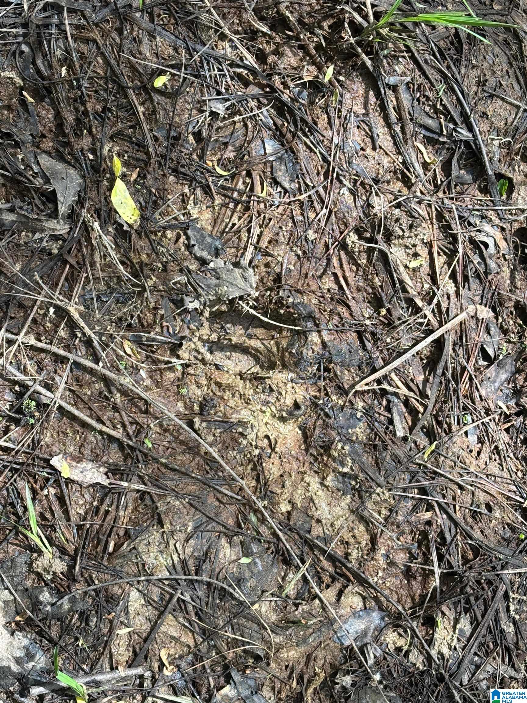 498 Blackwood Road, Unit 14 9 ACRES Parrish, AL 35580 - Photo 6 of 50