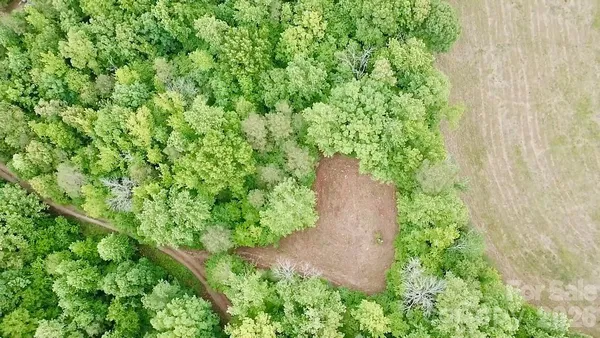 a plant with lots of trees