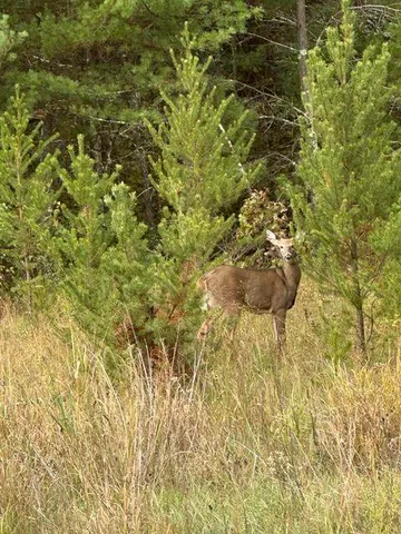 $60,000 | Lt1 Blue Heron Drive, Warrens, WI 54666