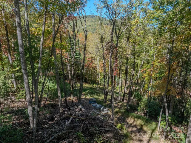 a view of a green yard with large trees