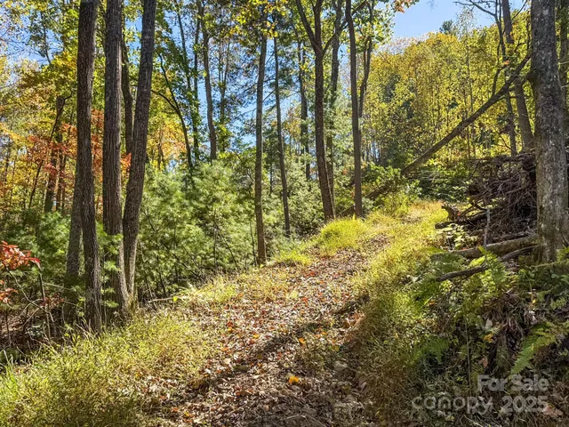 a view of a yard with yellow plants