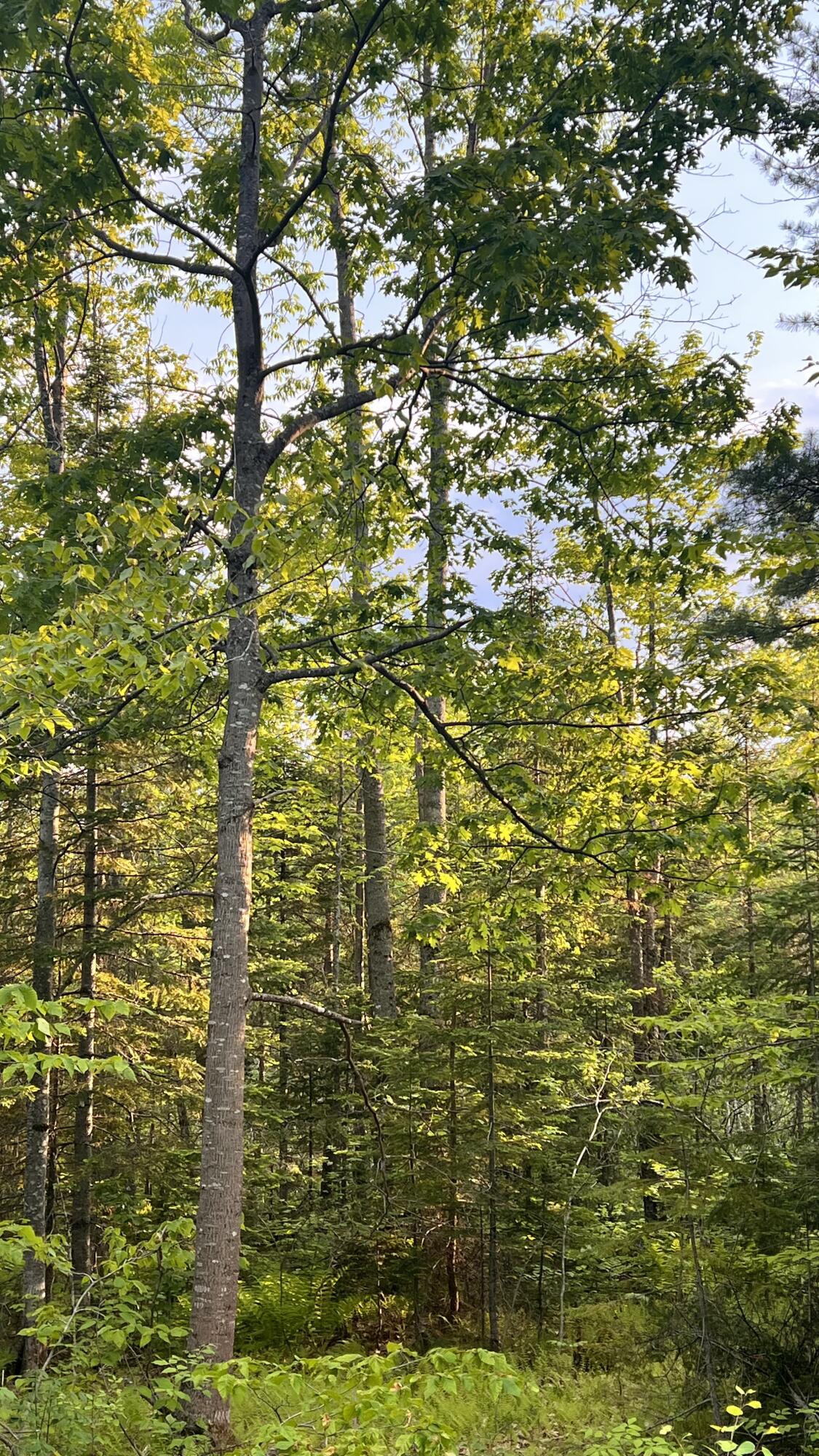 4 Map Road Guilford, ME 04443 - Photo 3 of 19 IMG_4017