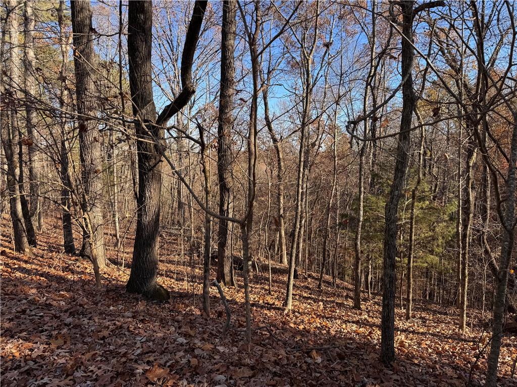 129 Adair Drive Ranger, GA 30734 - Photo 3 of 12 a view of a forest filled with trees