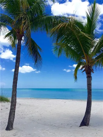 a view of a palm tree