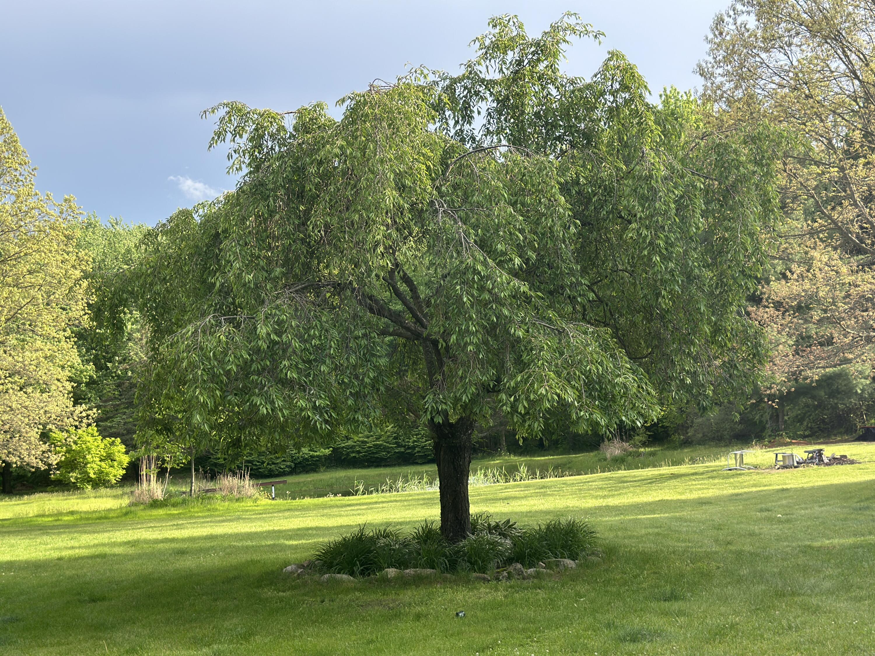 9868 Willow Road Willis, MI 48191 - Photo 128 of 146 IMG_0009
