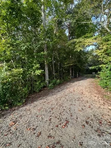 a view of a large yard with plants and large trees