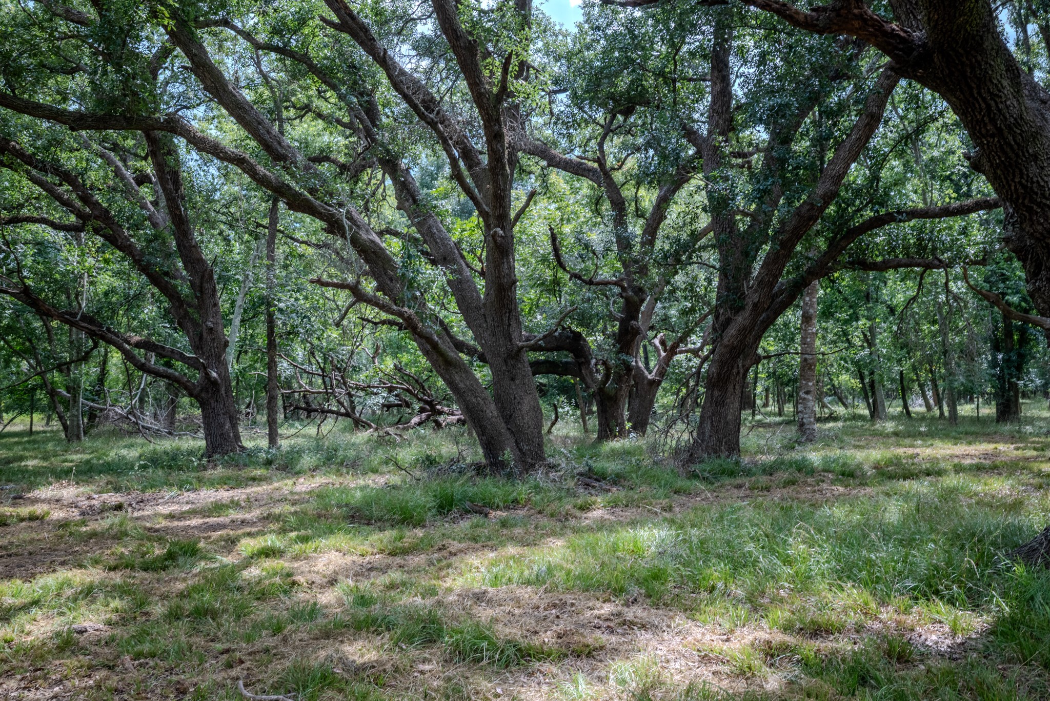 3 Charlie Meyer Road Damon, TX 77430 - Photo 21 of 37 a view of outdoor space and yard