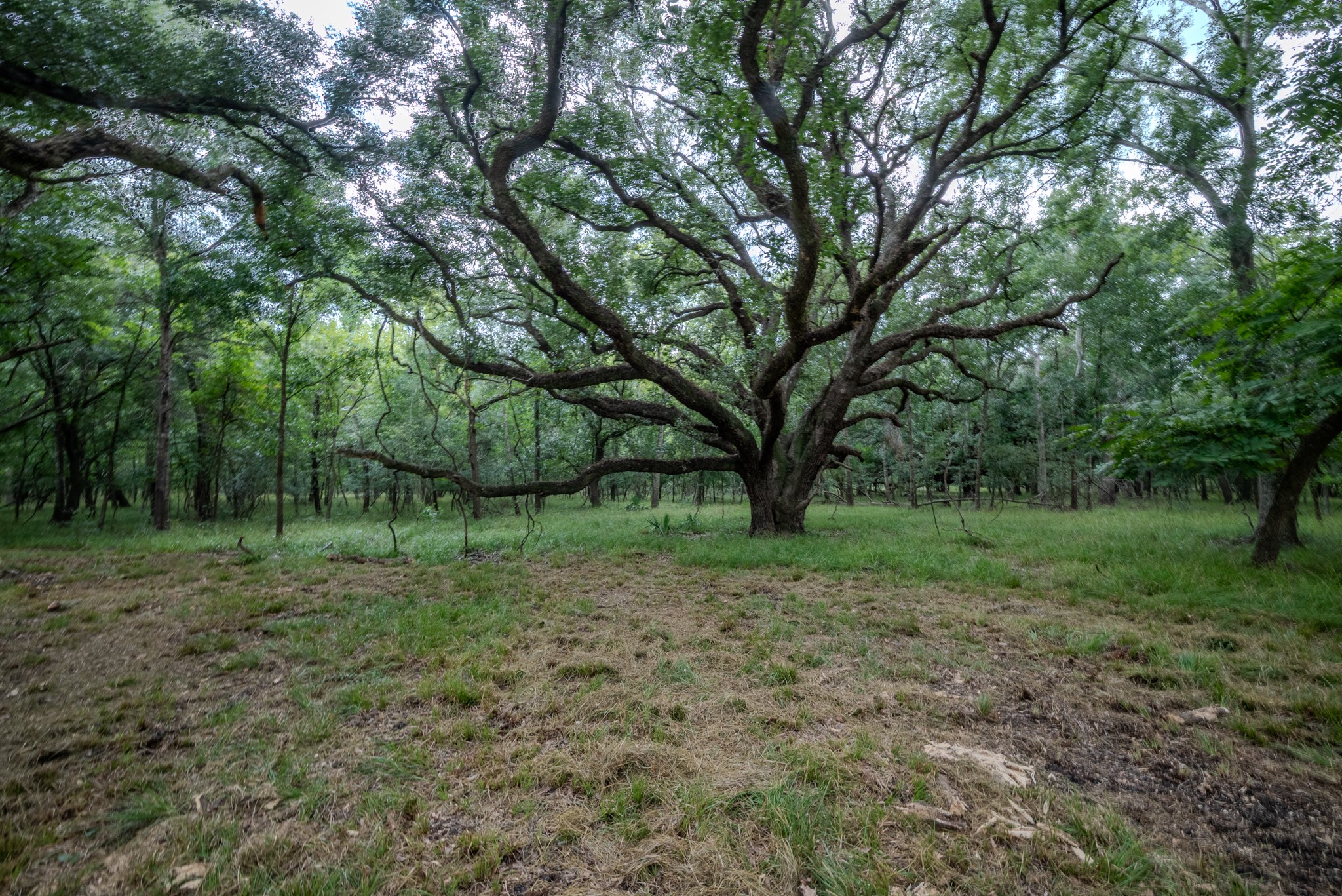 3 Charlie Meyer Road Damon, TX 77430 - Photo 22 of 37 a view of outdoor space and tree