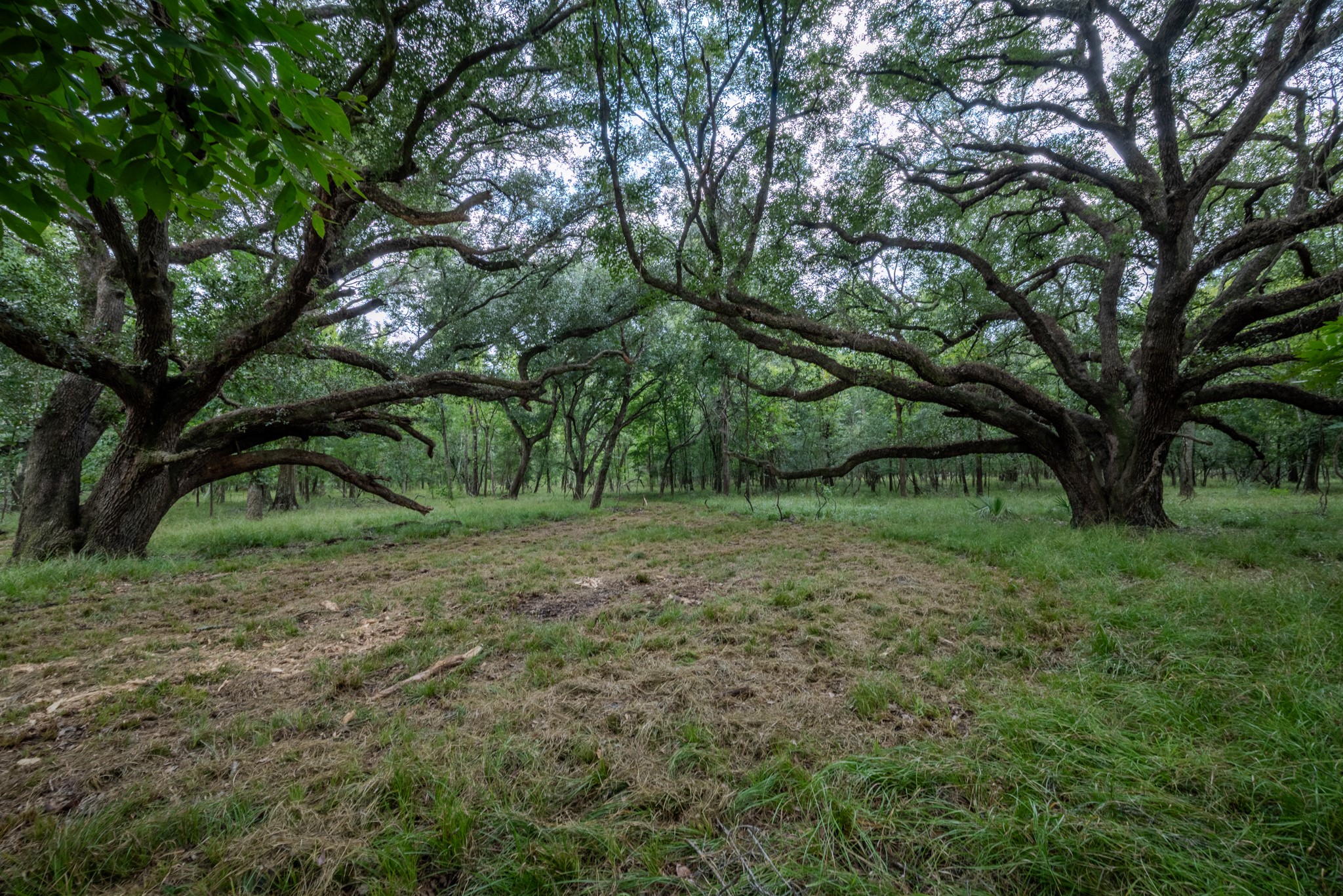 3 Charlie Meyer Road Damon, TX 77430 - Photo 23 of 37 a view of outdoor space and trees