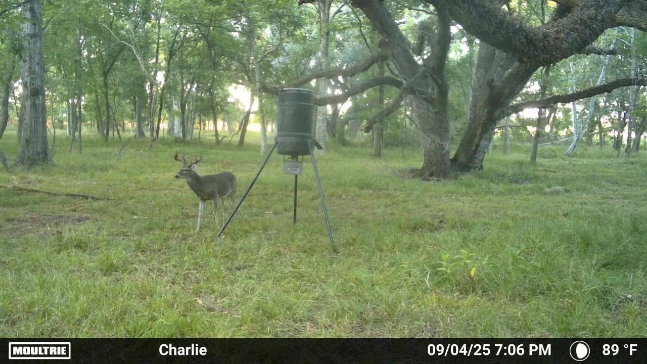 3 Charlie Meyer Road Damon, TX 77430 - Photo 24 of 37 a view of outdoor space with trees all around