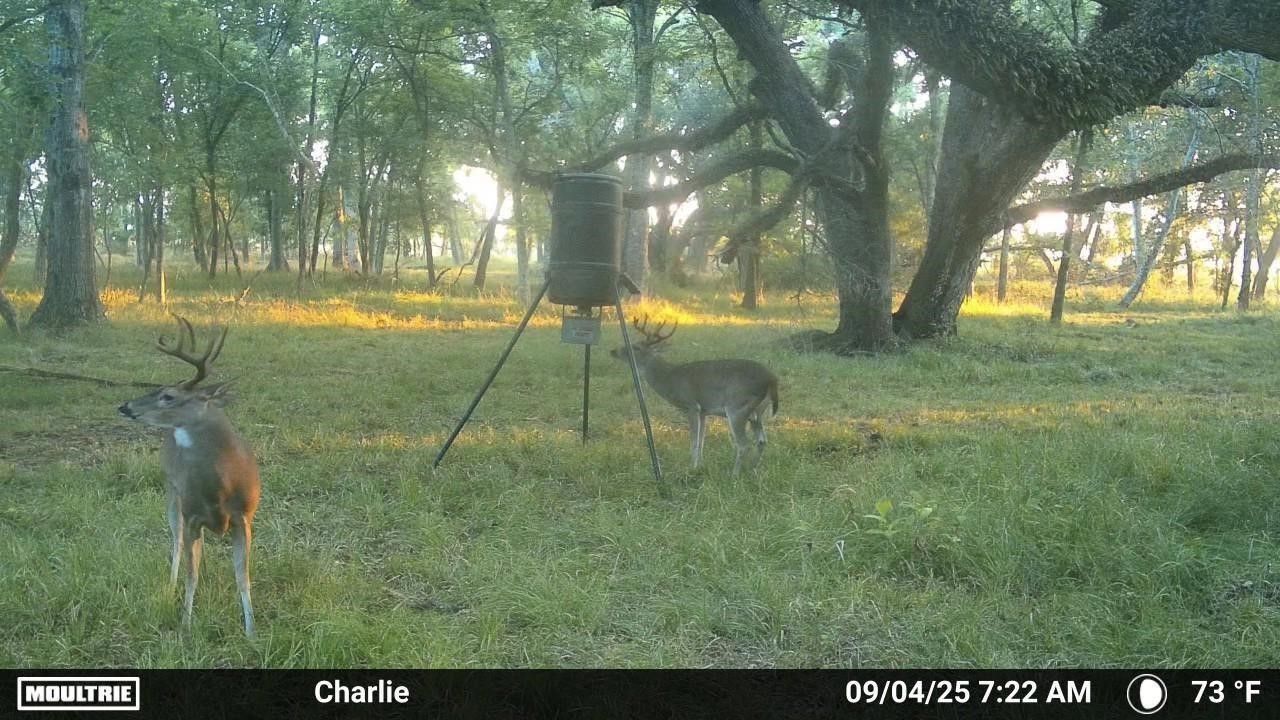 3 Charlie Meyer Road Damon, TX 77430 - Photo 26 of 37 a view of yard with tree s