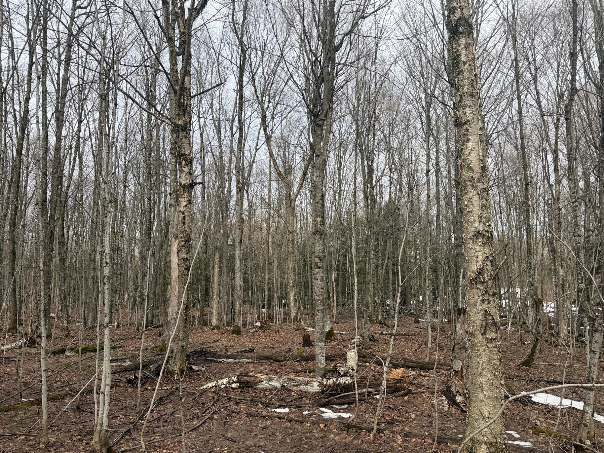 On On Chaney Lake Road, Unit 18 Wakefield, MI 49968 - Photo 24 of 41 Gallery Image 24