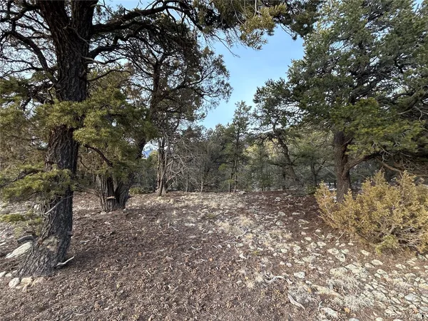 a view of a forest filled with trees