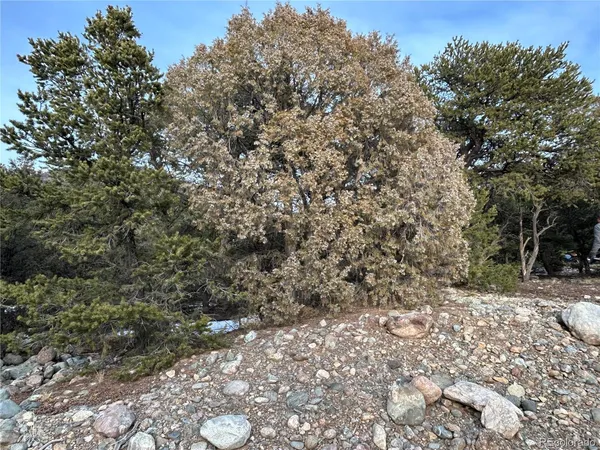 a view of a yard with a tree