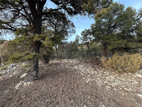 a view of a forest with trees in the background