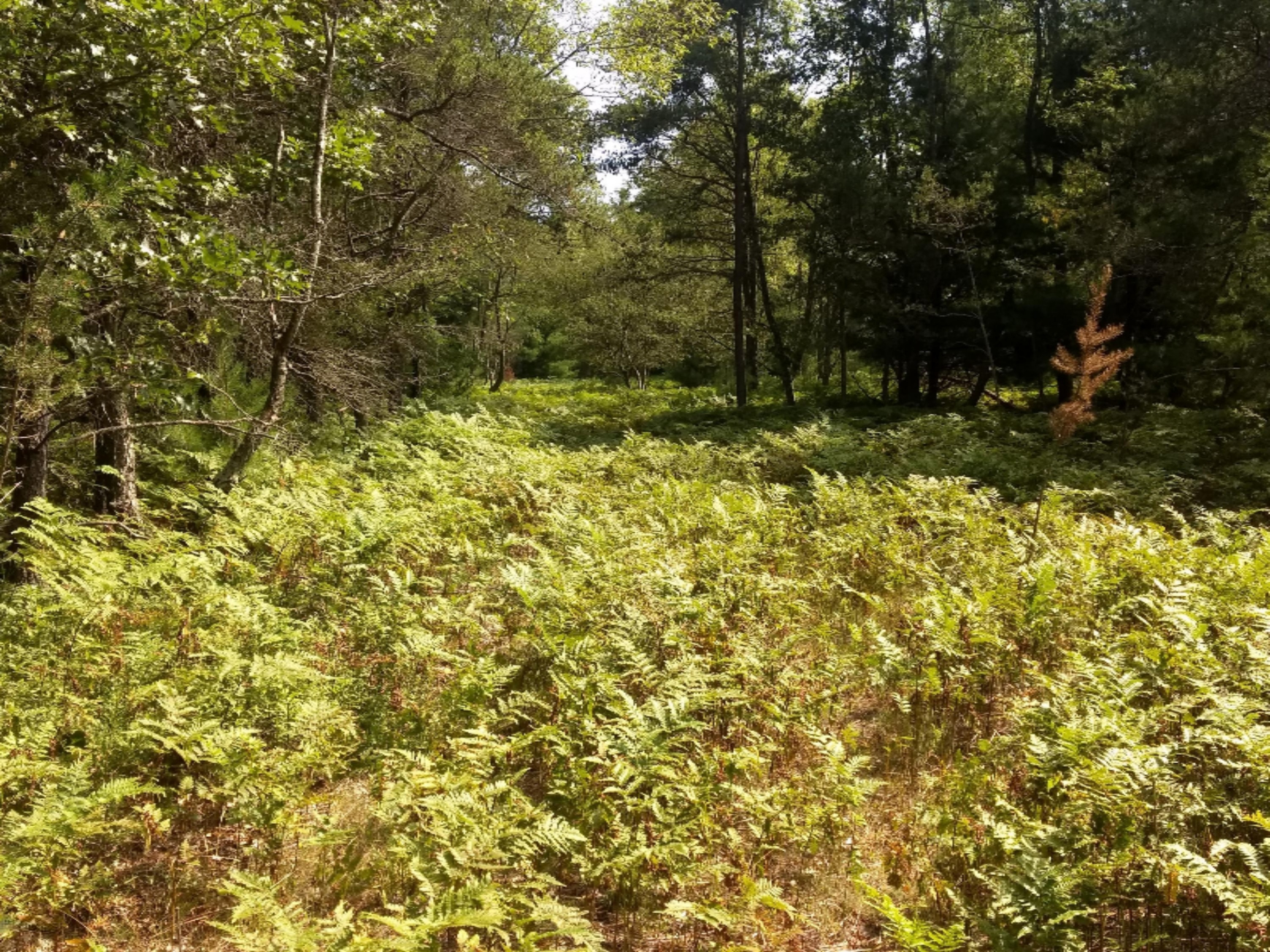 1465 East Koenig Road Free Soil, MI 49411 - Photo 11 of 16 IMG_20190807_155229466