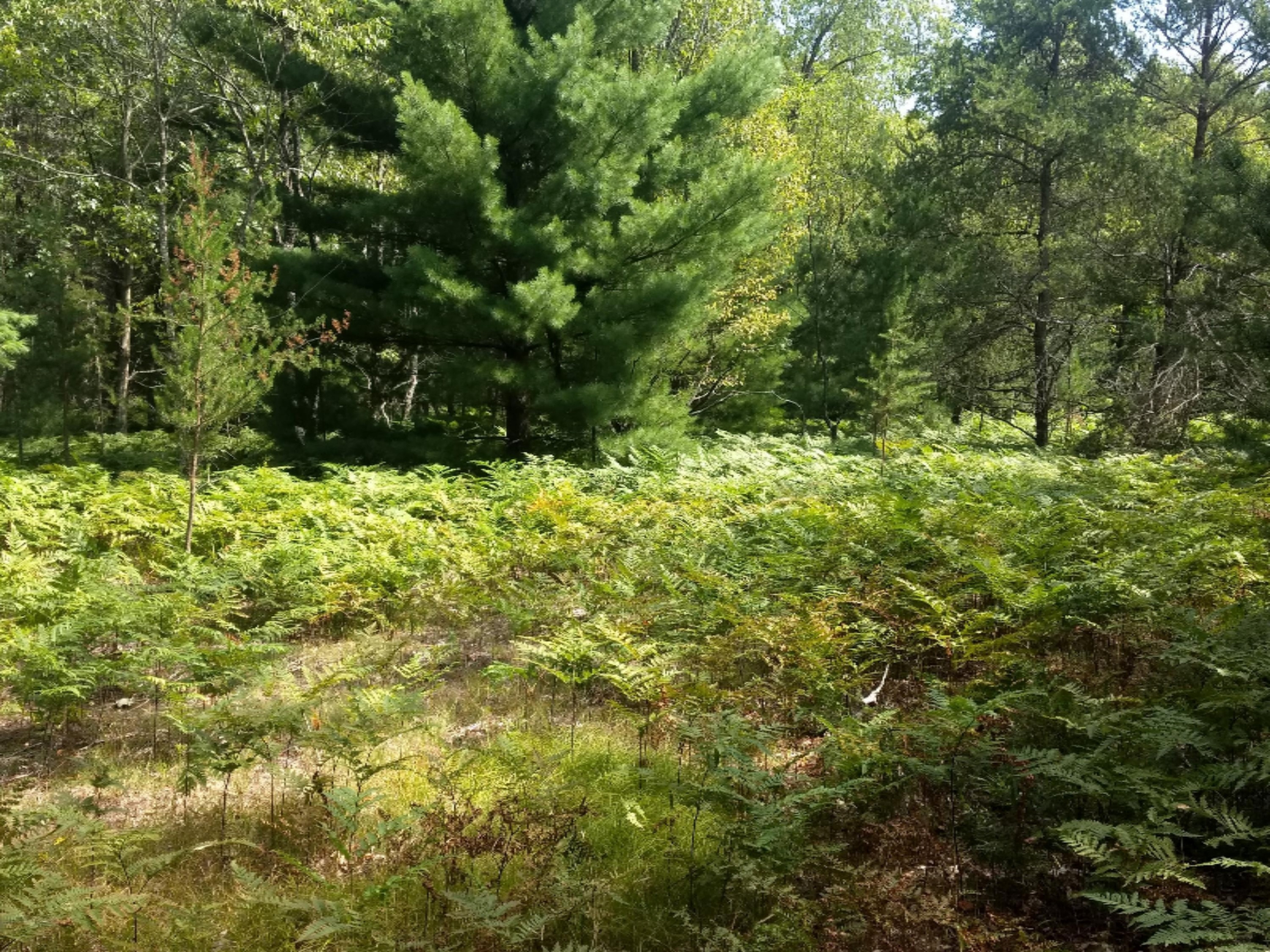 1465 East Koenig Road Free Soil, MI 49411 - Photo 13 of 16 IMG_20190807_155310964