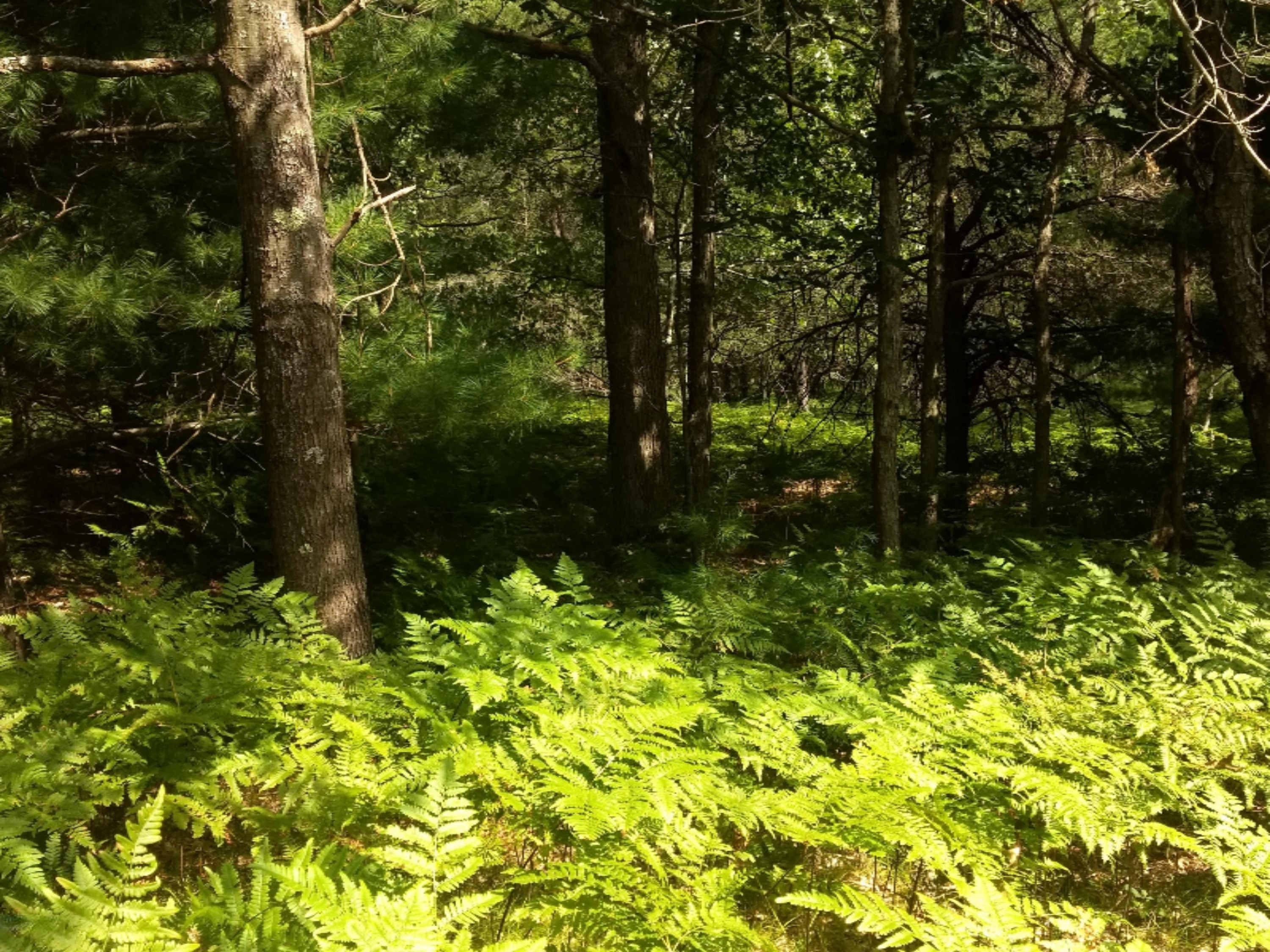 1465 East Koenig Road Free Soil, MI 49411 - Photo 15 of 16 IMG_20190807_155324989
