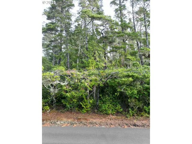 a view of a garden with plants