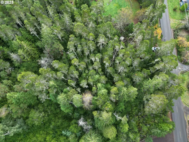 an outdoor view of a forest