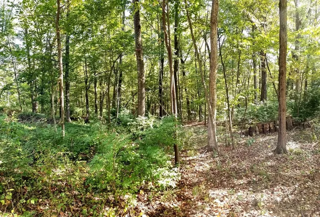 a view of a forest filled with trees