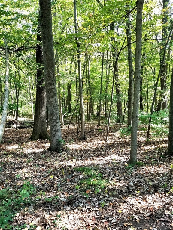 0 Red Gate Lane Amherst, MA 01002 - Photo 2 of 6 a backyard of a house with lots of green space