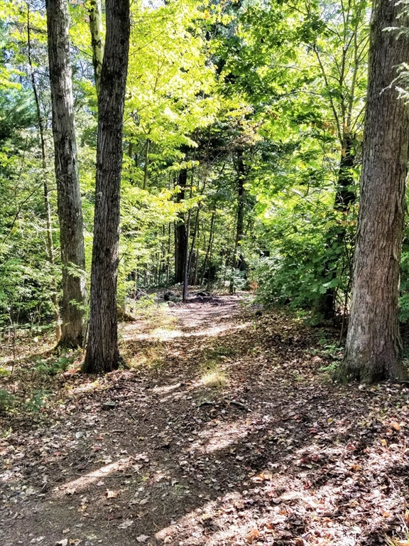 0 Red Gate Lane Amherst, MA 01002 - Photo 5 of 6 a view of a yard with plants and trees