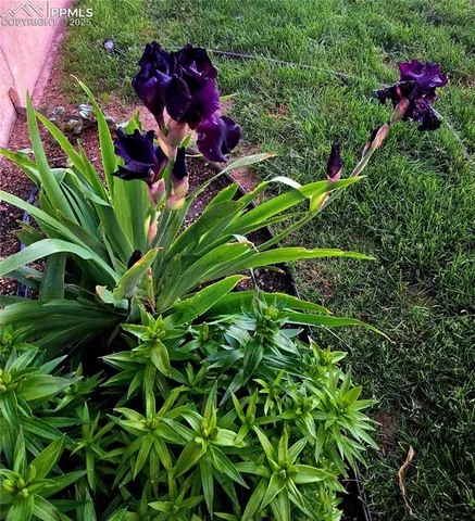 a view of a plant with lots of green space