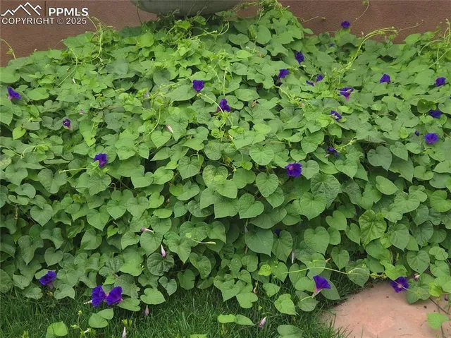 a view of a flower in a garden