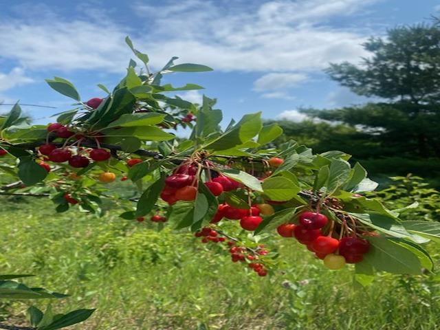 86360 Meyers-Olson Road Bayfield, WI 54814 - Photo 62 of 80