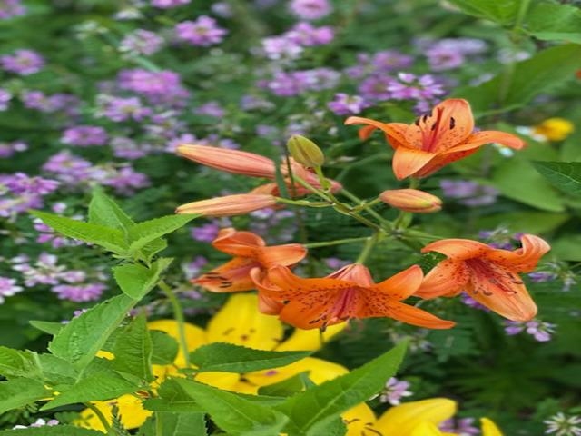 86360 Meyers-Olson Road Bayfield, WI 54814 - Photo 64 of 80