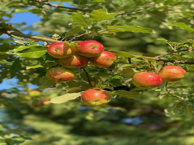 86360 Meyers-Olson Road Bayfield, WI 54814 - Photo 70 of 80