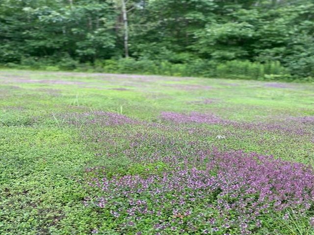 86360 Meyers-Olson Road Bayfield, WI 54814 - Photo 75 of 80