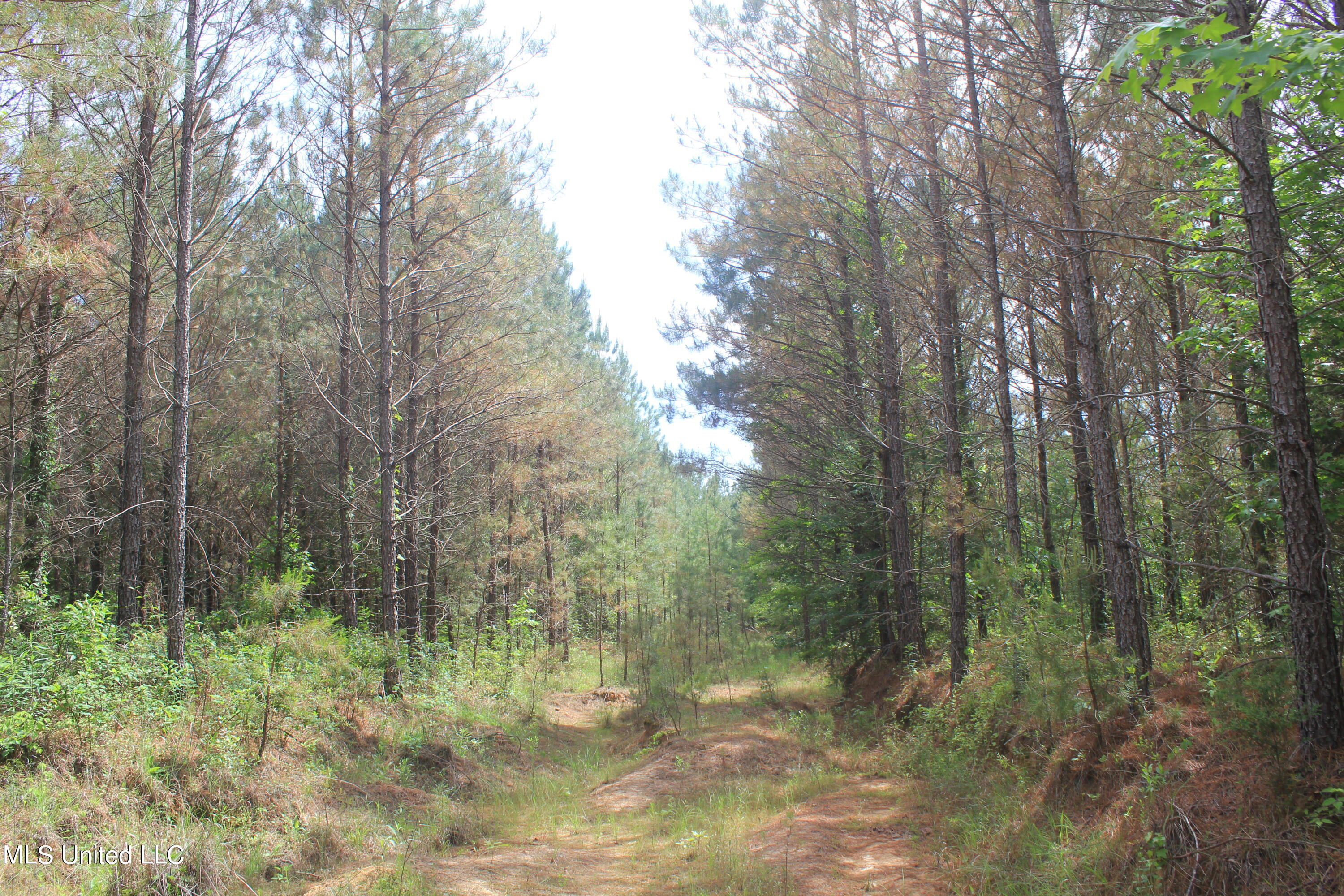 2409 Musgray Road Waterford, MS 38685 - Photo 11 of 25 IMG_8357