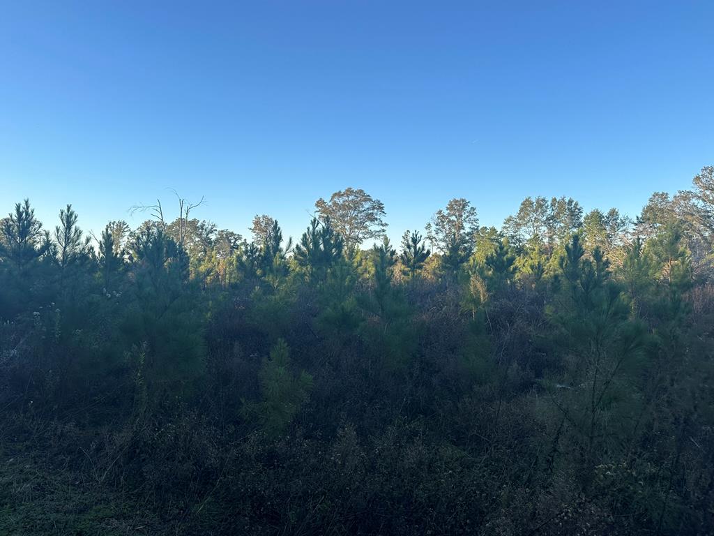 250 Adams Mill Road Clayton, AL 36016 - Photo 17 of 74