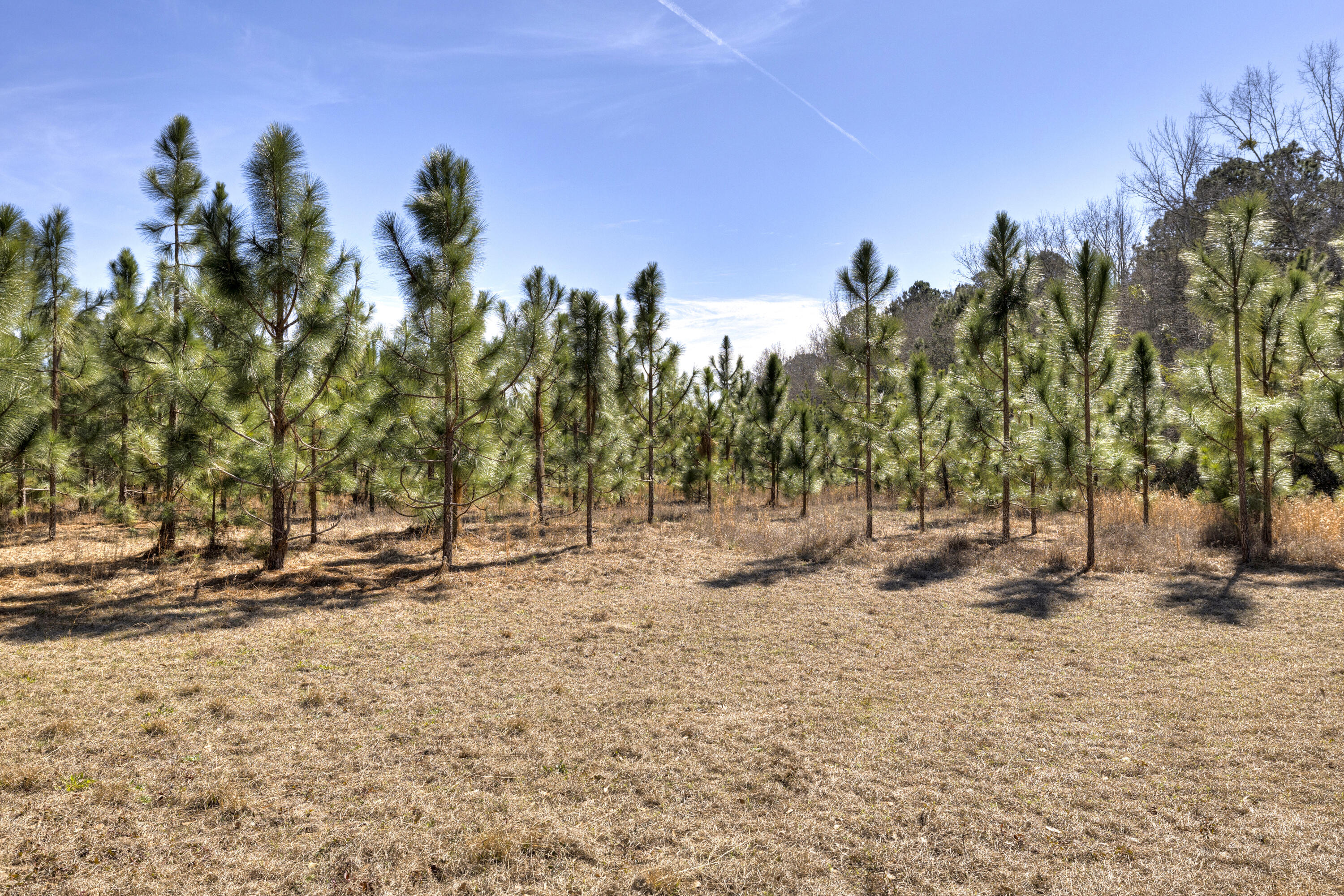 1625 Jerro Road Manning, SC 29102 - Photo 25 of 44 14