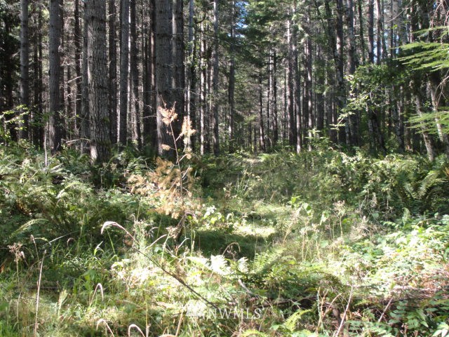 -xxx Vail Loop Road Southeast Rainier, WA 98576 - Photo 2 of 6