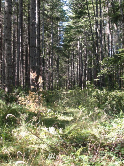 -xxx Vail Loop Road Southeast Rainier, WA 98576 - Photo 3 of 6